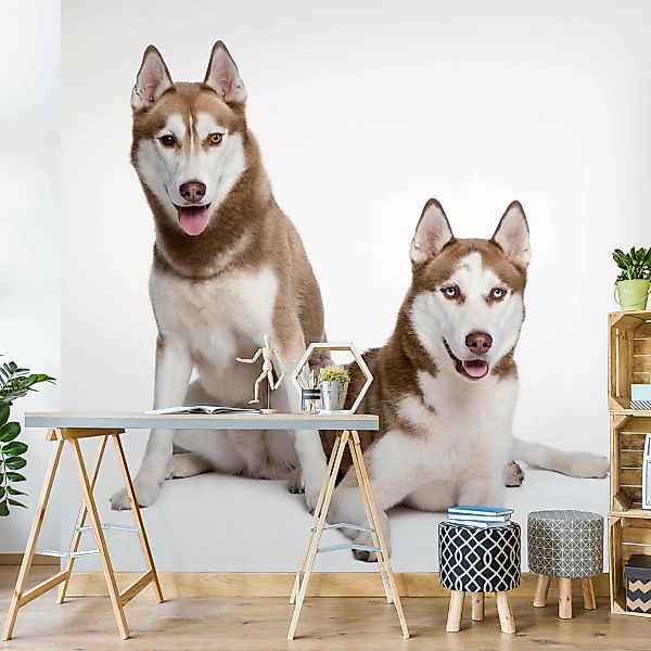 Fototapete Husky Pair günstig online kaufen