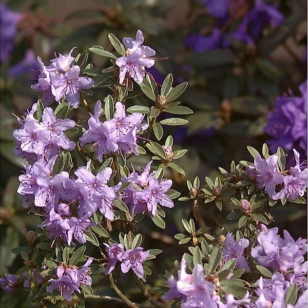 Rhododendron scintillans 40-50cm günstig online kaufen