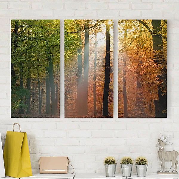 3-teiliges Leinwandbild Wald - Querformat Morning Light günstig online kaufen