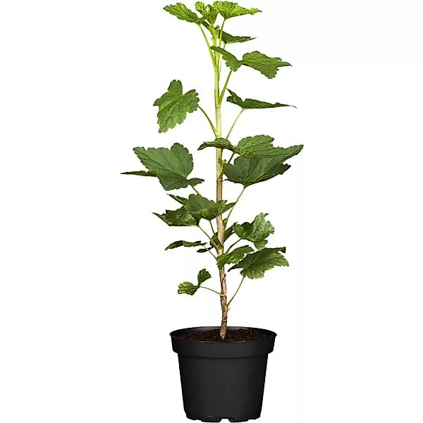 GROW by OBI Rote Johannisbeere Jonkheer van Tets ca. 40 - 60 cm Ribes rubru günstig online kaufen