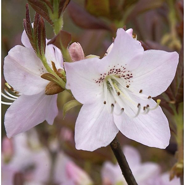 Koreanische Azalee 25-30cm - Rhododendron schlippenbachii günstig online kaufen