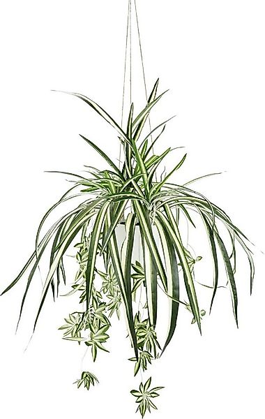 Kunstpflanze Grünlilie, my home, Höhe 75 cm, Mit Hängeampe, künstliche Wass günstig online kaufen