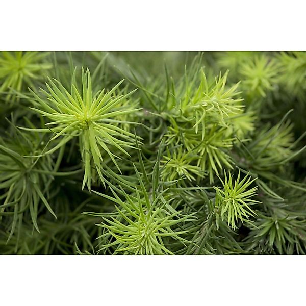 Larix Kaempferi Blue Dwarf Japanische Lärche Blaugrau 80 cm Stammhöhe günstig online kaufen