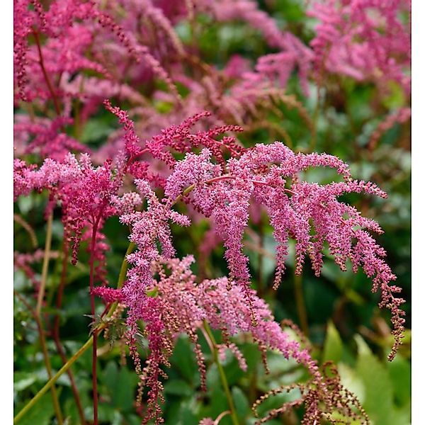 Prachtspiere Rote Straußenfeder - Astilbe simplicifolia günstig online kaufen