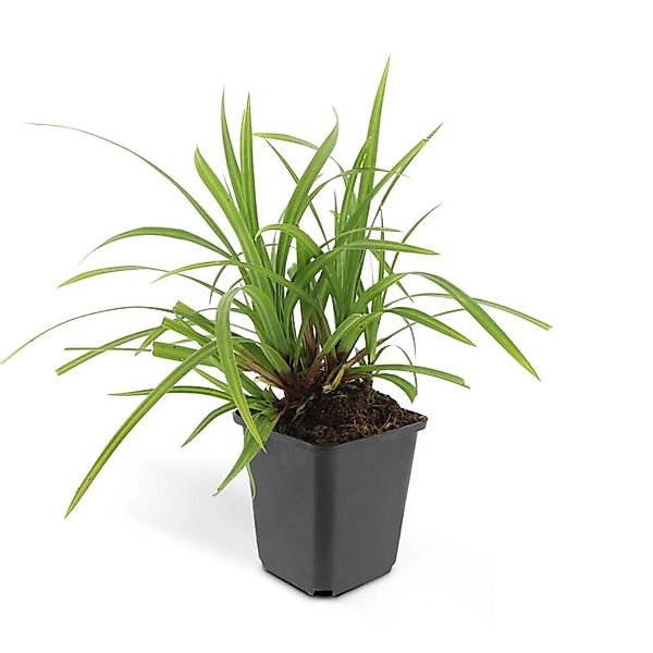 Exotenherz Ziergras Japanische Teppich Segge Carex Morrowii Irish Green 9cm günstig online kaufen