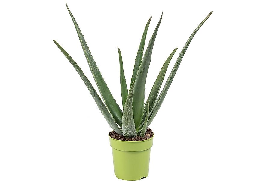 Flowerbox Zimmerpflanze Echte Aloe - Aloe vera, pflegeleicht - Höhe ca. 40 günstig online kaufen