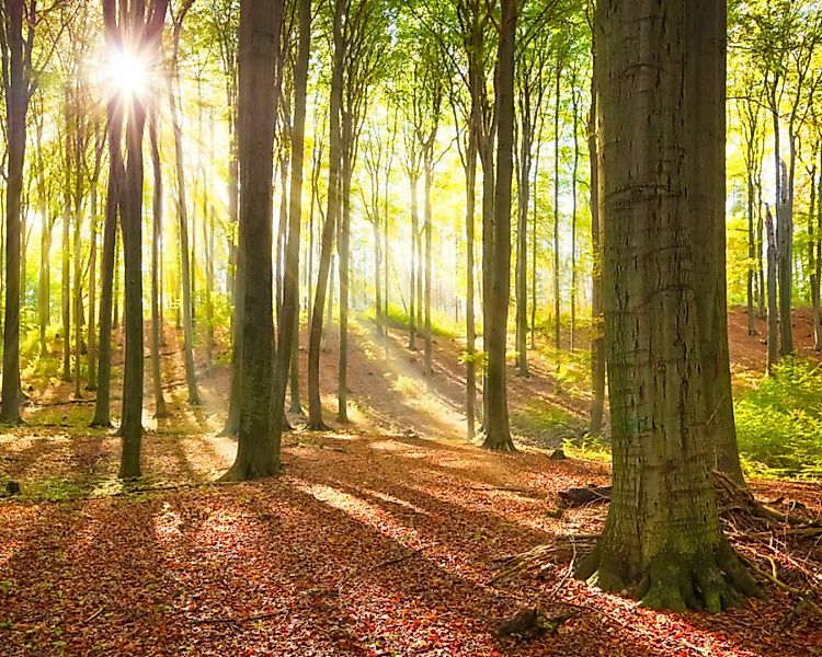 Fototapete "Sonne im Wald" 4,00x2,50 m / Strukturvlies Klassik günstig online kaufen