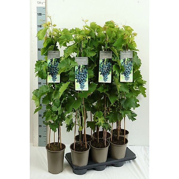 Vitis Vinifera Muscat Bleu Weinrebe Blau 80–100 cm günstig online kaufen