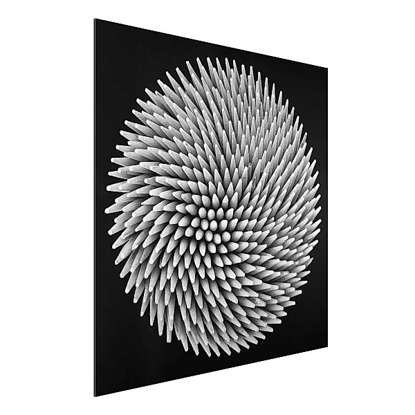 Alu-Dibond Bild Schwarz-Weiß - Quadrat Hypnosis günstig online kaufen