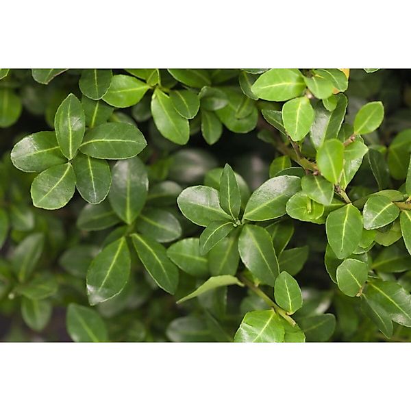Ilex Crenata Maxima Japanische Stechpalme Kugel 45–60 cm günstig online kaufen