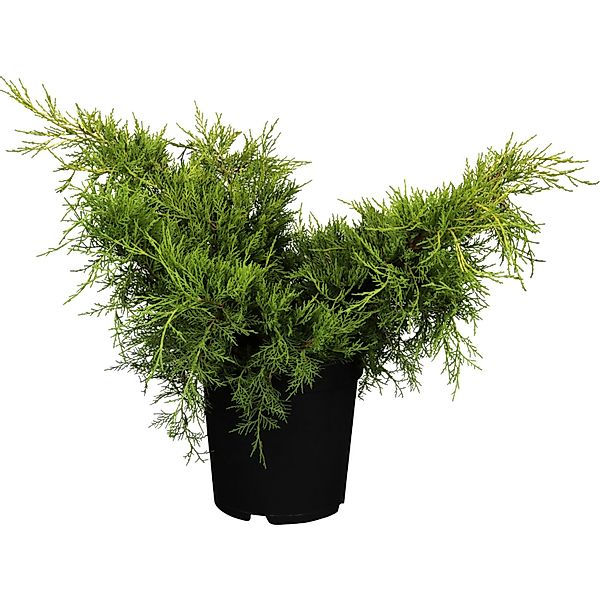 OBI Chinesischer Strauchwacholder Old Gold Gelb Höhe ca. 10-20 cm Topf ca. günstig online kaufen