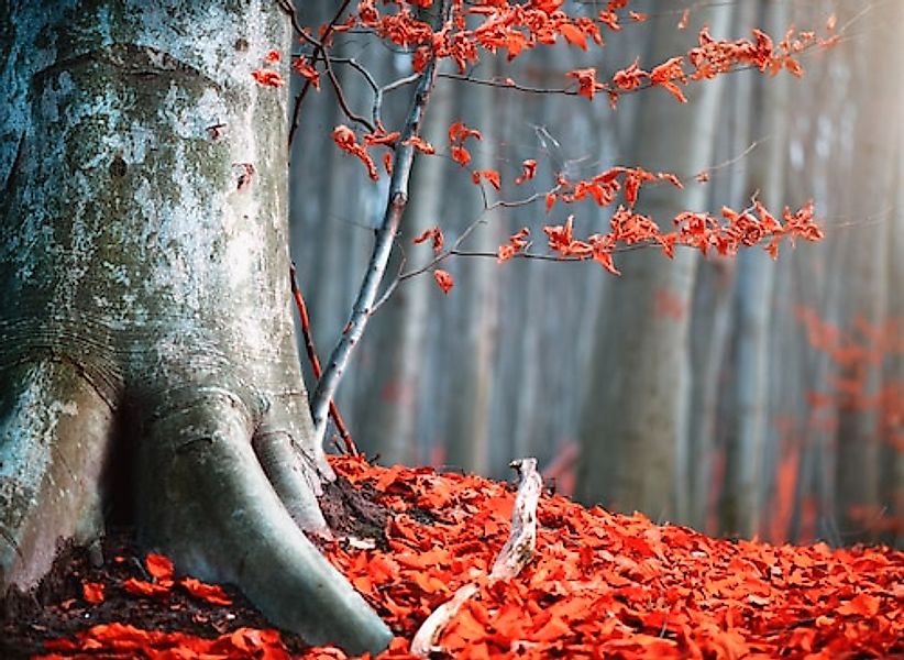 Papermoon Fototapete »Old Autumn Tree« glatt günstig online kaufen