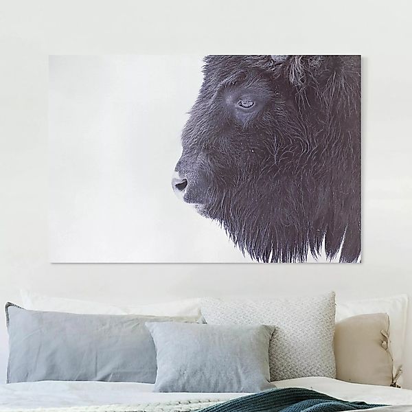 Leinwandbild Schwarzer Büffel im Portrait günstig online kaufen