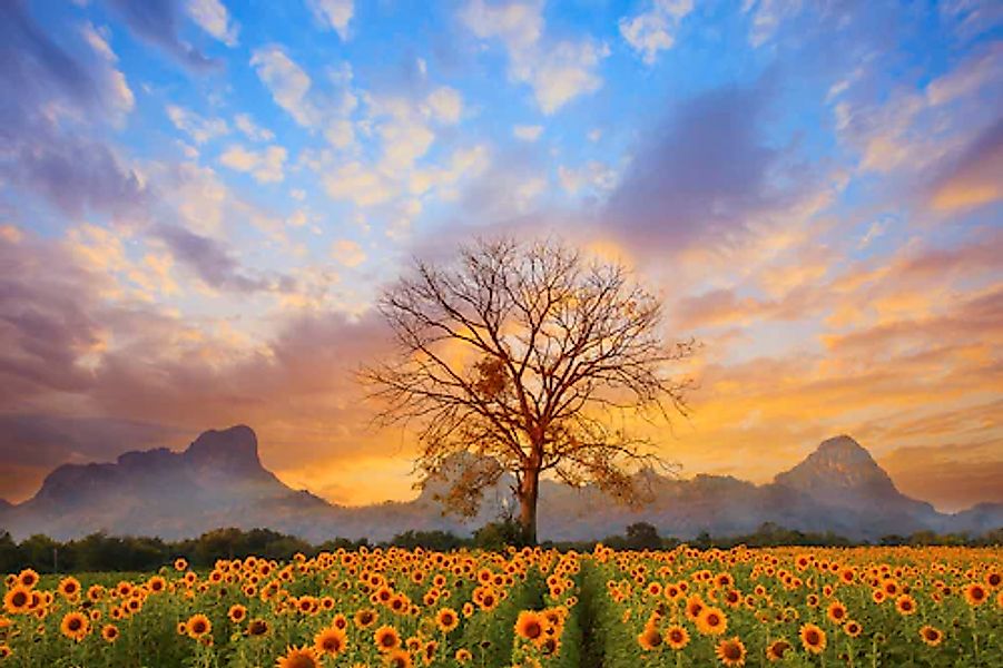 Papermoon Fototapete »Sonnenblumen Dusky Sky« günstig online kaufen