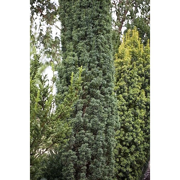 Taxus baccata 'Fastigiata Robusta' 30-40 cm günstig online kaufen