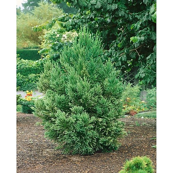 Cryptomeria Japonica Japanische Sicheltanne 150–175 cm günstig online kaufen