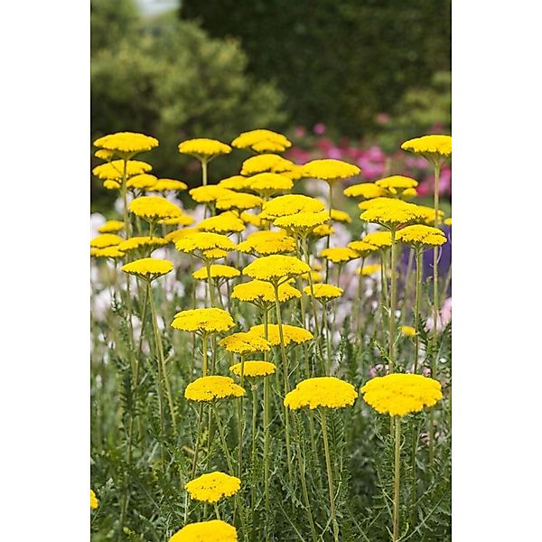 Achillea Filipendulina Goldgarbe Ca. 9x9 cm Topf günstig online kaufen