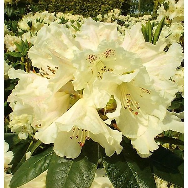 Großblumige Rhododendron Bellini 30-40cm - Alpenrose günstig online kaufen