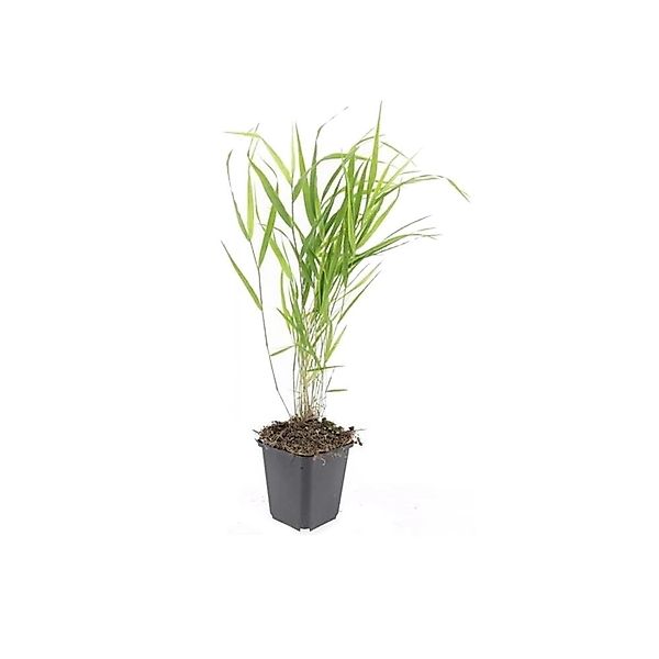 Exotenherz Ziergras Japanisches Waldgras Hakonechloa Macra 9cm Topf Set mit günstig online kaufen