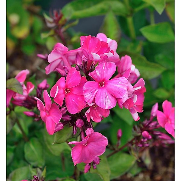 Hohe Flammenblume Aureole - Phlox Paniculata günstig online kaufen