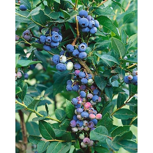 Vaccinium Corymbosum Hardyblue Heidelbeere 30–40 Cm Winterhart günstig online kaufen