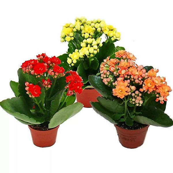 Exotenherz Minikalanchoe Rosalina Set mit 3 Verschiedene Pflanzen Flammende günstig online kaufen