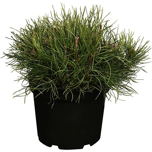 OBI Kriech-Kiefer Höhe ca. 10 - 20 cm Topf ca. 5 l Pinus günstig online kaufen