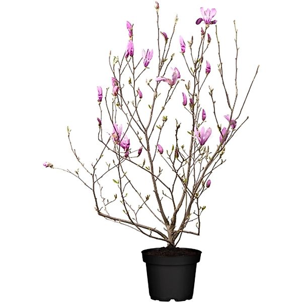Magnolia Soulangiana Tulpenmagnolie 80-100 cm günstig online kaufen