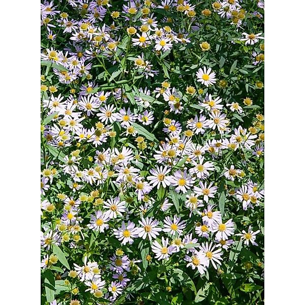 Boltonia Asteroides Snowbank Asternähnliche Boltonie Ca. 11x11 cm Topf günstig online kaufen