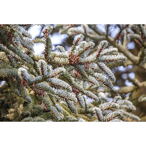 Abies Koreana Koreanische Tanne 125–150 cm günstig online kaufen