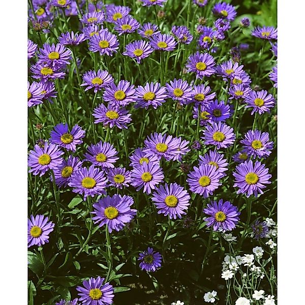 Aster Turbinellus Glattblattaster Ca. 9x9 cm Topf günstig online kaufen