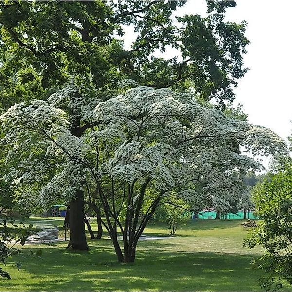 Hongkong-Hartriegel 40-60cm - Cornus hongkonensis günstig online kaufen