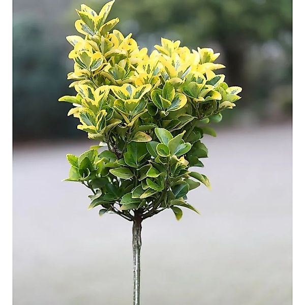 Hochstamm Kriechspindel Canadale Gold 60-80cm - Euonymus fortunei günstig online kaufen