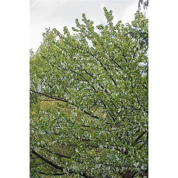 Davidia Involucrata Vilmoriniana Taschentuchbaum 175–200 cm günstig online kaufen