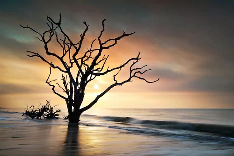 Papermoon Fototapete »Baum am Strand« günstig online kaufen