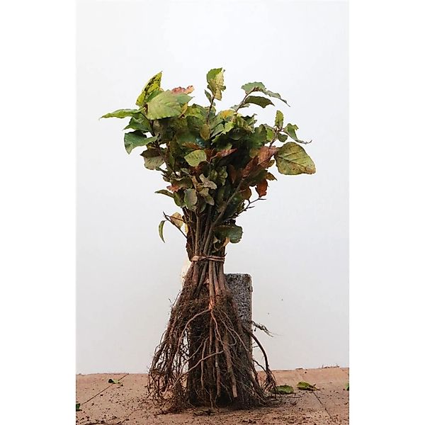 Fagus sylvatica 15-30 cm günstig online kaufen