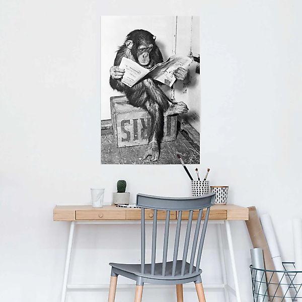 Reinders Poster "Chimp Zeitung Affe Schimpanse" 1 Stk. tlg. günstig online kaufen