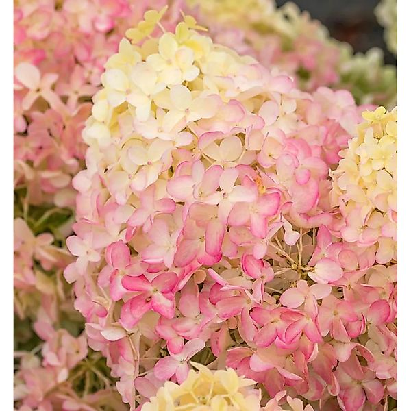 Rispenhortensie Magical Summer 30-40cm - Hydrangea paniculata günstig online kaufen