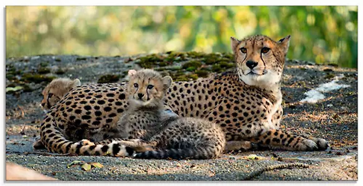 Artland Glasbild »Gepard 2« Wildtiere 1 Stk. tlg. in verschiedenen Größen günstig online kaufen