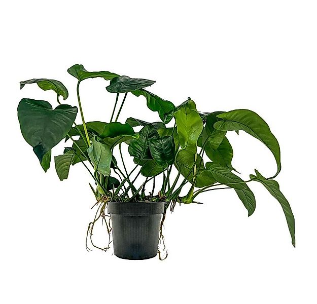 Aquaone Wasserpflanze Mutterpflanze Aquarium Pflanze Anubias barteri XL Nr. günstig online kaufen