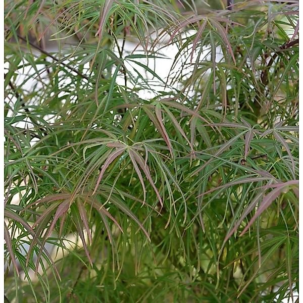 Japanischer Schlitzahorn  scolopendrifolium Atropurpureum 80-100cm - Acer p günstig online kaufen