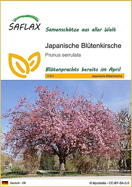 SAFLAX Blumensamen SAFLAX - Samen - Japanische Blütenkirsche günstig online kaufen