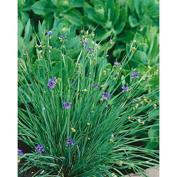 Sisyrinchium Angustifolium Lucerne Blauäugige Graslilie Ca. 9x9 cm Topf günstig online kaufen