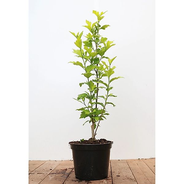 Hibiscus Syriacus Gartenhibiskus Blue Chiffon R 40-60 cm günstig online kaufen