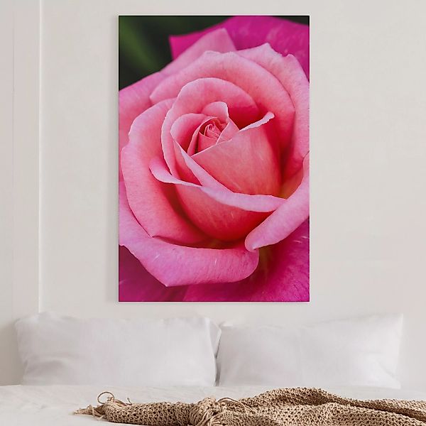 Leinwandbild Pinke Rosenblüte vor Grün günstig online kaufen