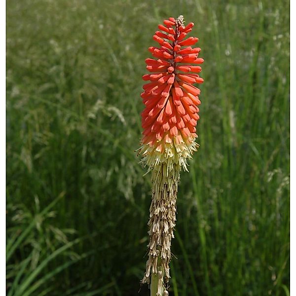 Fackellilie Nancys Red - Kniphofia uvaria günstig online kaufen