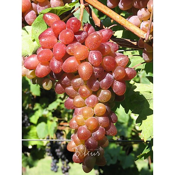 Weinrebe Rhea, kernlos rot 60 - 80 cm Vitis vinifera günstig online kaufen