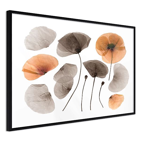 Poster - Dried Poppies günstig online kaufen
