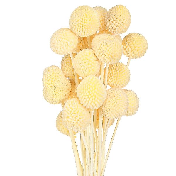 Trockenblume Craspedia Trockenblumen Creme Dekoration 20 günstig online kaufen