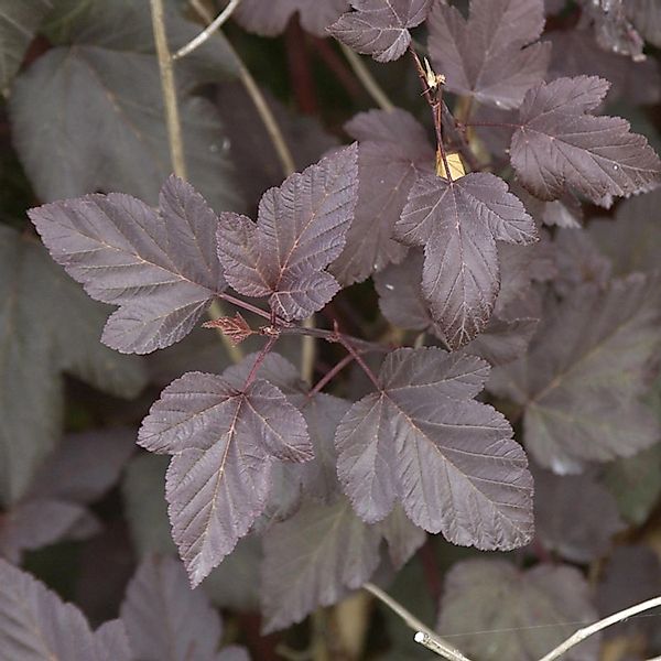 Hochstamm Rotblättrige Blasenspiere 100-125cm - Physocarpus opulifolius günstig online kaufen